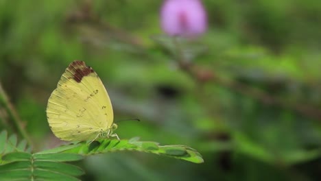 Ein-Eurema-Blanda,-Ein-Gelber-Schmetterling,-Ruht-Auf-Einem-Blatt-Und-Fliegt-Davon