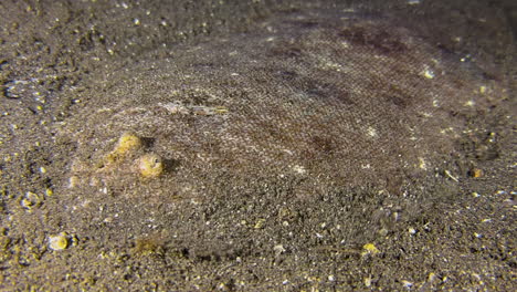 flounder slowly moves across seabed towards camera