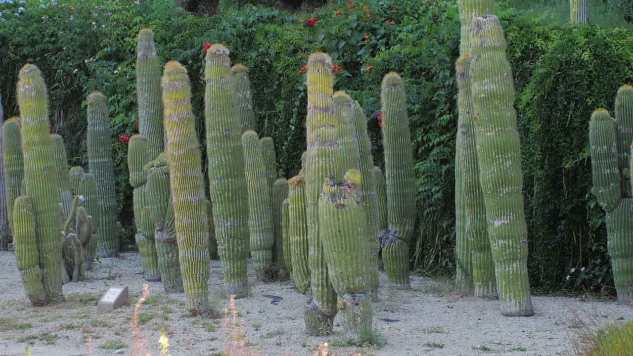 Close up green cactus with yellow spines within a desert environment, city park in Barcelona, Montjuic. African background