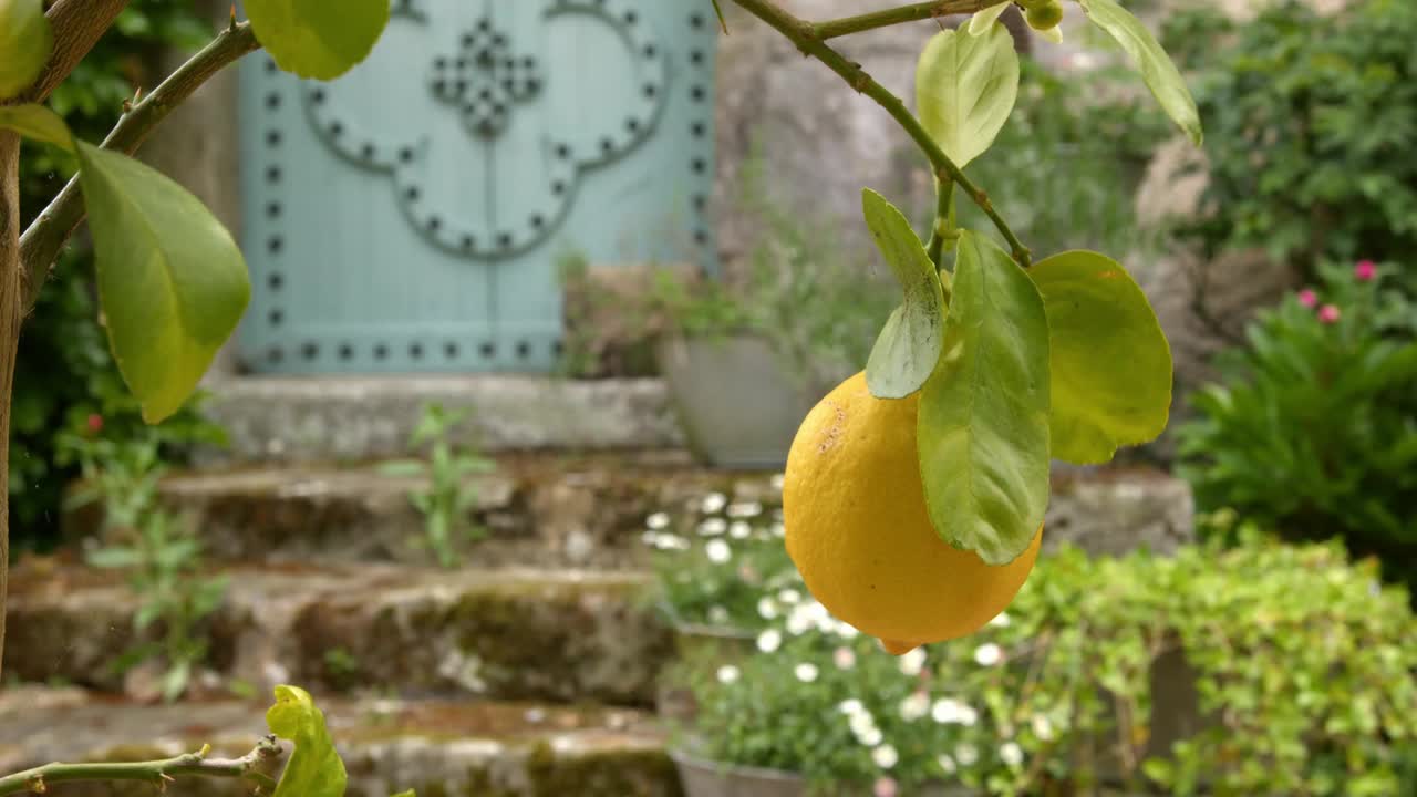 Lemon fruit growing on tree with old magical doors in background