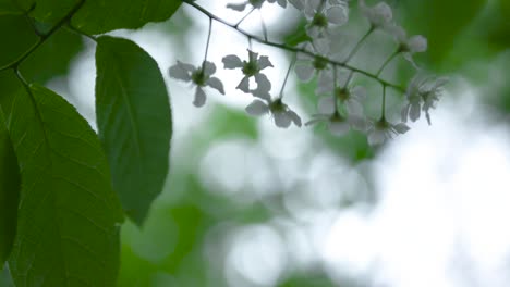 white flowers on a branch