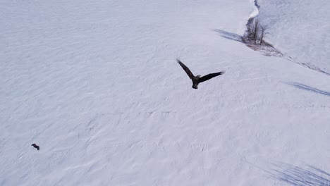 Volando-Con-águilas-Calvas-Invierno