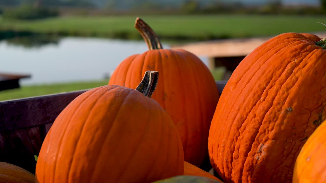 왼쪽으로 이동하는 빈 카메라의 주황색 호박에 대한 극단적인 근접 촬영