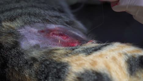 A-veterinarian-sutures-a-wound-after-sterilization-surgery