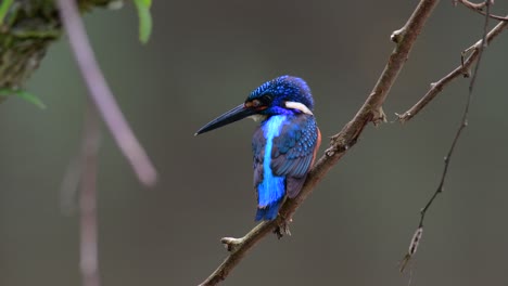 el martín pescador de orejas azules es un pequeño martín pescador que se encuentra en tailandia y es buscado por los fotógrafos de aves debido a sus hermosas orejas azules, ya que es una pequeña, linda y esponjosa bola de plumas azules de un pájaro