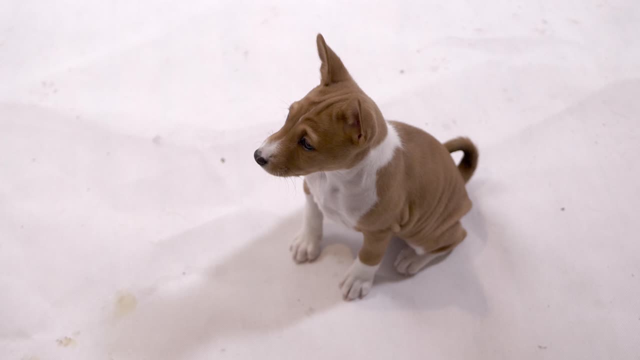 admire al adorable cachorro basenji mientras se sienta en un suelo blanco prístino, emanando encanto e inocencia en este cautivador material de archivo