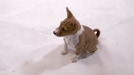 Admire-Al-Adorable-Cachorro-Basenji-Sentado-En-Un-Suelo-Blanco-Inmaculado,-Exudando-Encanto-E-Inocencia-En-Este-Cautivador-Metraje-De-Archivo.