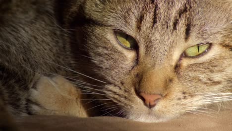 primer plano de un gato atigrado soñoliento
