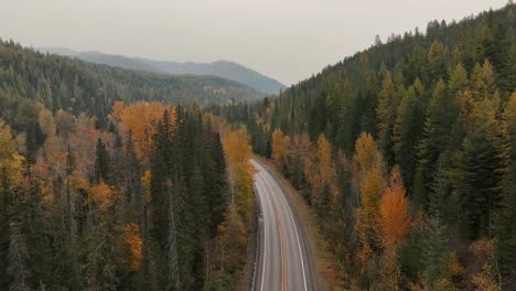 Alerces-Amarillos-En-Otoño-En-El-Condado-De-Flathead-Montana