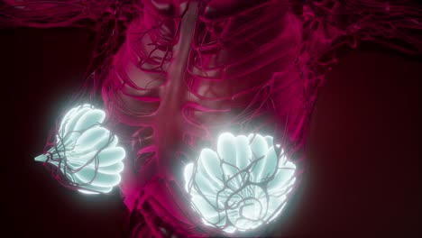 human body with visible glow mammary gland