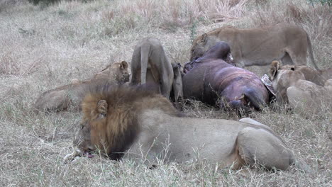 zoom out from pride of lions feeding on hippo carcass in tall grass