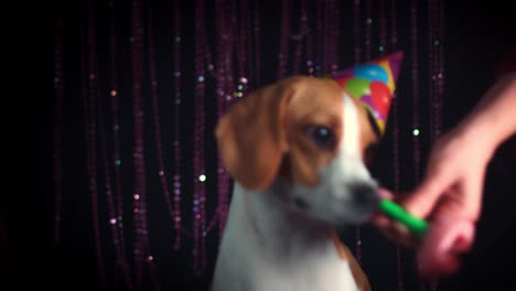 4k birthday beagle dog with blowing whistle