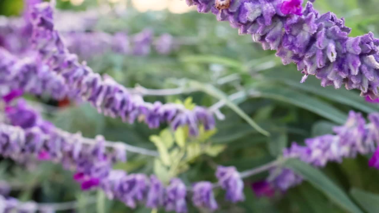 Visuale macro di fiori viola di Salvia leucantha che ondeggiano delicatamente in un giardino soleggiato all'aperto