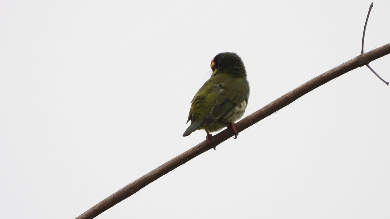 Coppersmith barbet in tree UHD mp4 4k 