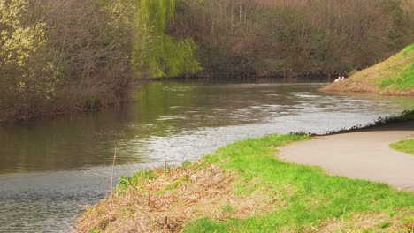 4k view of a section of the river tone in taunton somerset, two swans moving away and some seagulls flying around