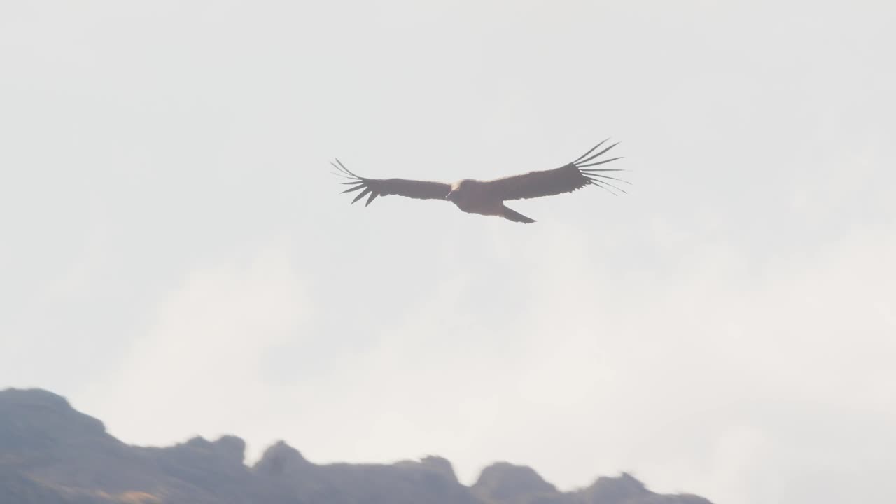 el joven cóndor andino sube al cielo para deslizarse sobre las térmicas para inspeccionar su entorno.