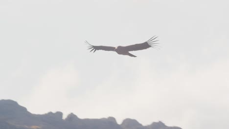 Der-Junge-Andenkondor-Steigt-In-Den-Himmel,-Um-über-Die-Thermik-Zu-Gleiten-Und-Seine-Umgebung-Zu-Beobachten