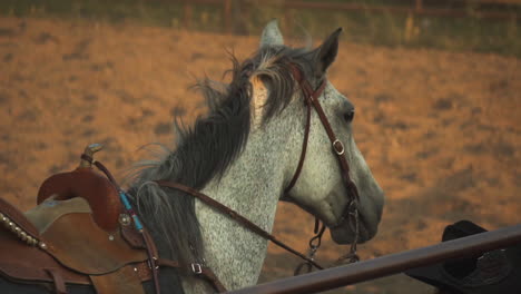 sigh of relief for tiresome race horse at montana rodeo ring