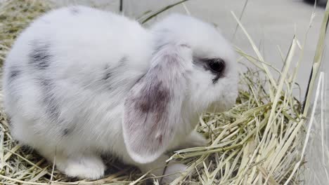 closeup view on white fluffy