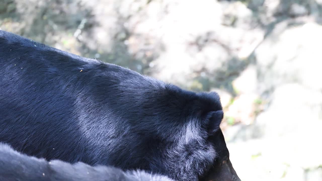 oso caminando en el hábitat natural en el zoológico