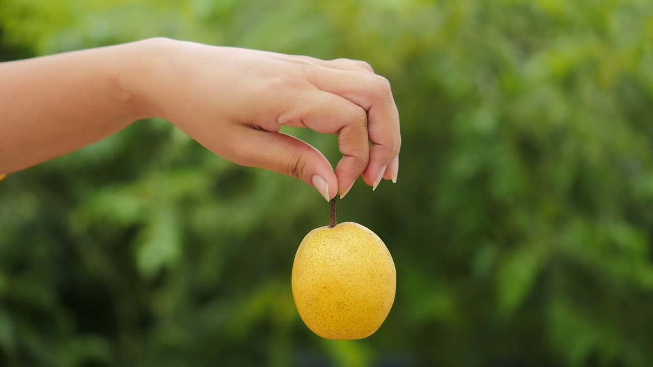 primer plano de la mano girando una pera madura en la mano