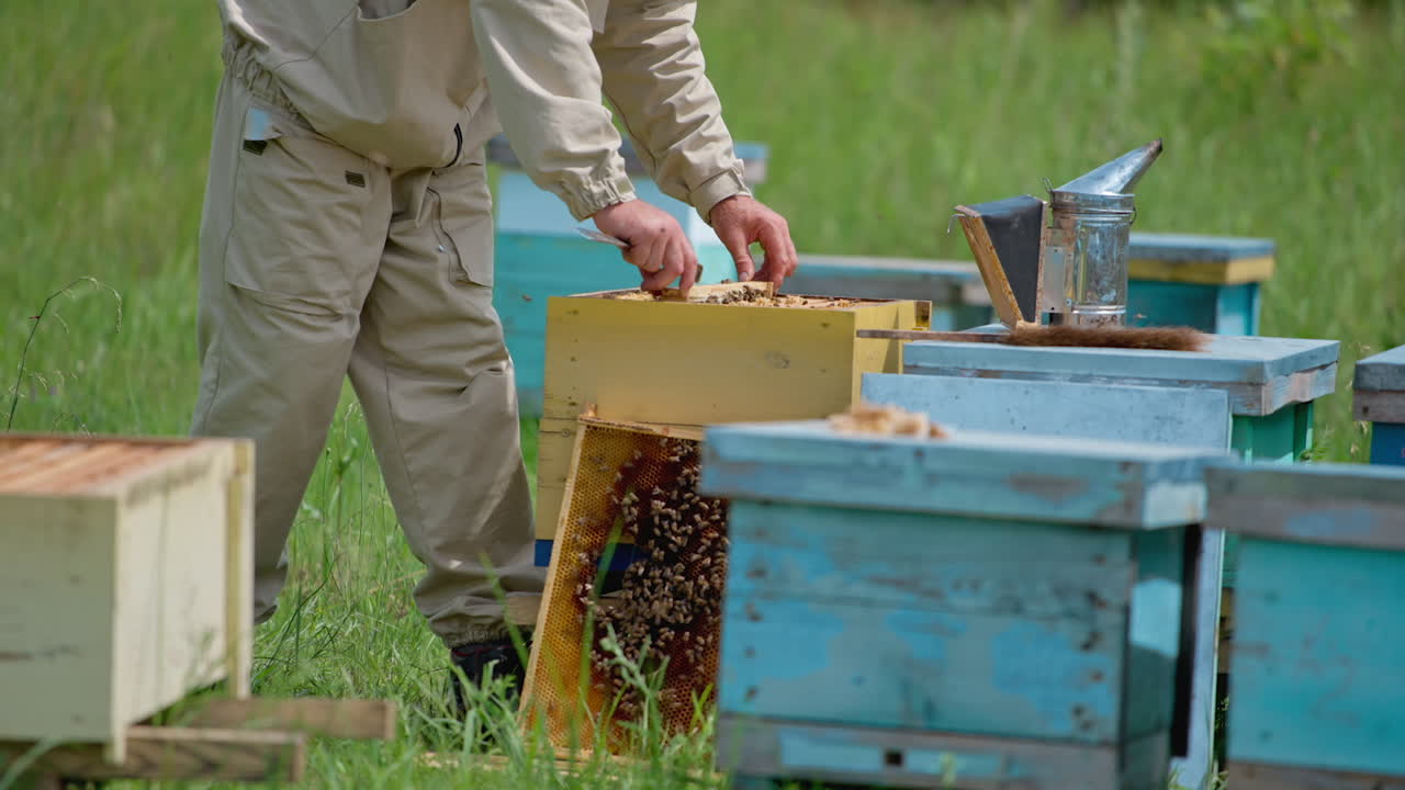 Male beekeeper placing the frame into the wooden bee hive. Bee farmer uses the metal instrument to extract another frame.