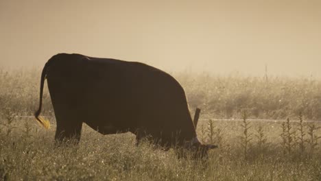 una vaca de pastoreo en la niebla de la mañana durante el amanecer, lo que hace que las gotas de rocío en la hierba se destaquen