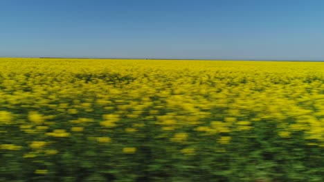 yellow rapeseed field