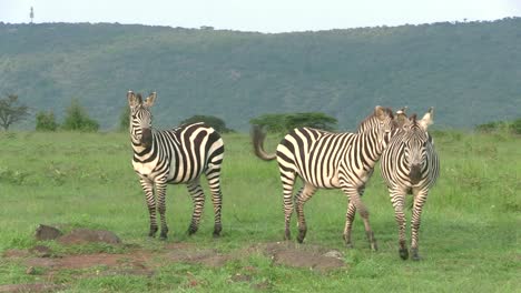 a couple of zebra interacting on the african savannah in masai mara, kenya -wide shot