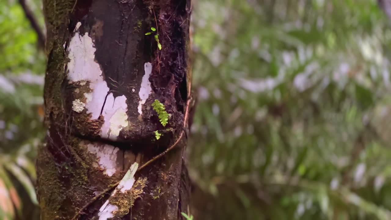 agua de lluvia goteando sobre un tronco de palmera en el bosque