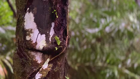 rain water dripping on a palm tree trunk in the forest