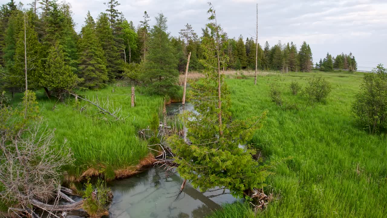 Bujná vegetace lesního potoka, UP Michigan
