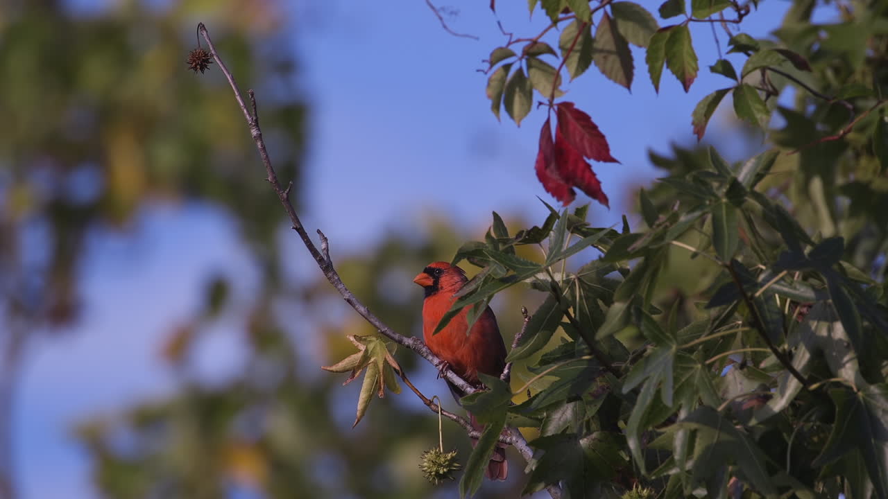 cardenal norteño en una rama pequeña
