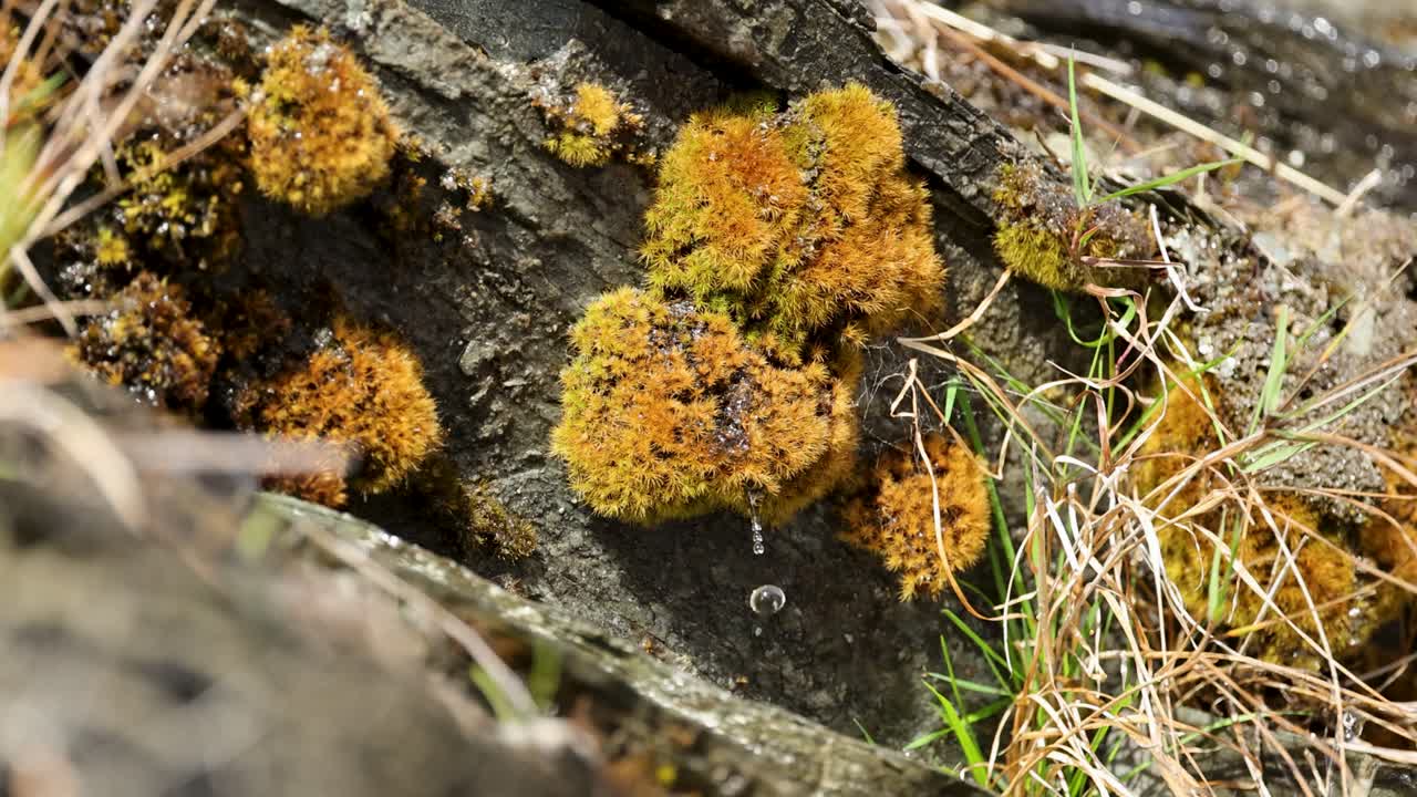 Close-up of moss on a rock with water droplets. Natural lighting highlights textures and colors in a serene outdoor setting