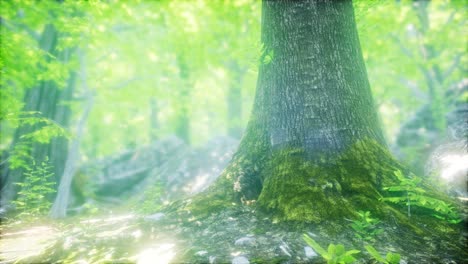 forest of beech trees illuminated by sunbeams