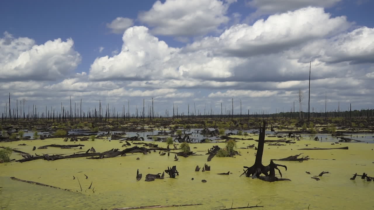 Swamp Landscape with Dead Trees and Clouds