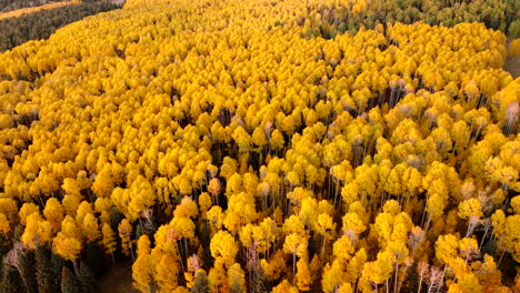 Slow-aerial-parallax-orbit-around-thick-yellow-aspen-canopy-in-fall,-forest-texture