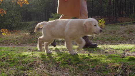 un dueño de mascotas camina con un perro en un pintoresco bosque de otoño