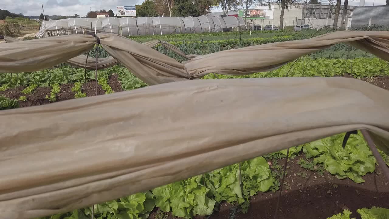 브라질 토양에서 겨울 동안 다양한 채소가 있는 큰 도시 농장의 화창한 날