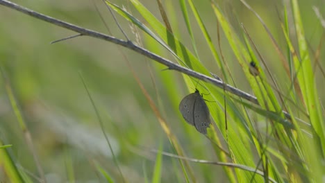 Butterflies-and-bumblebee-sitting-on-blossom-in-slow-motion-eating-nectar