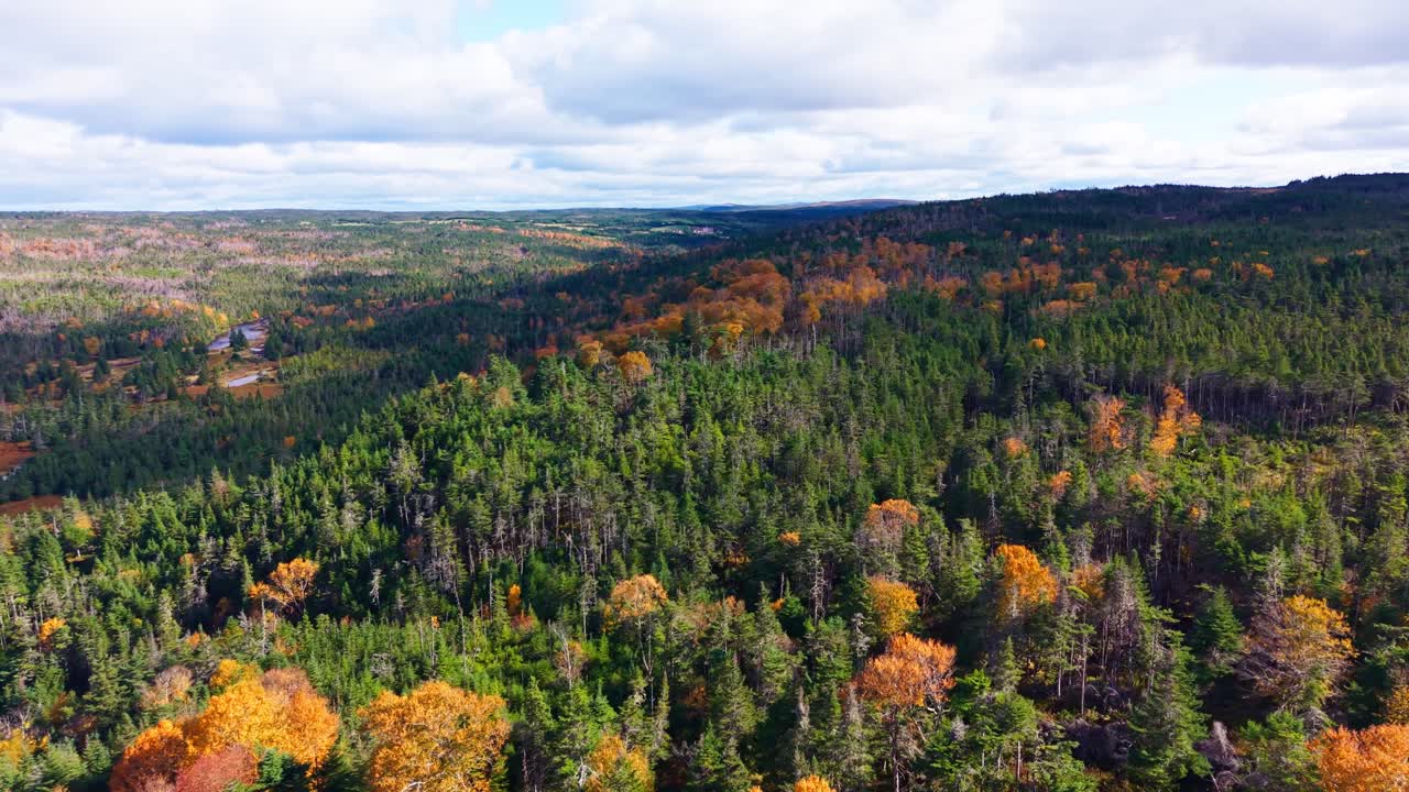 Drone crosses hillside where blazing deciduous trees meet rocky clearing with shrubs and conifers; contrast of textures and colour