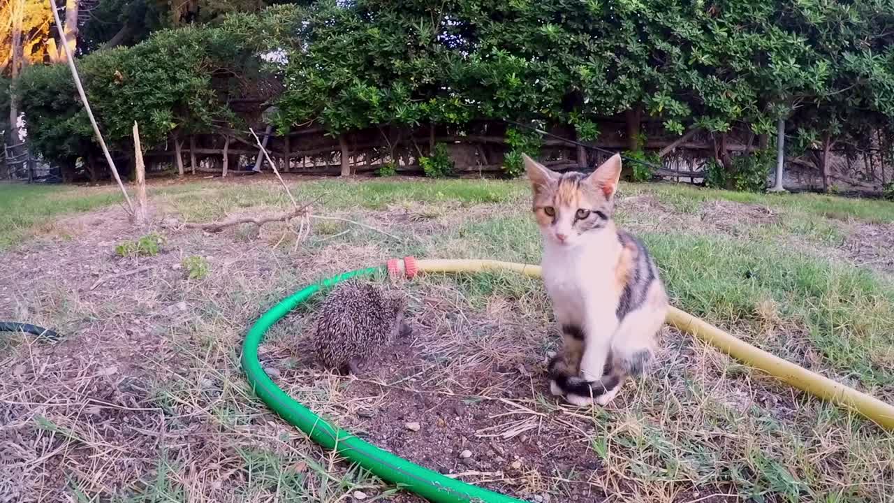 un erizo se encuentra con un gato calico