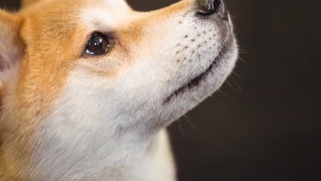 close up of small brown and white pet dog looking up, on black background