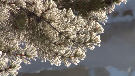 Winter-In-Yellowstone-National-Park-1