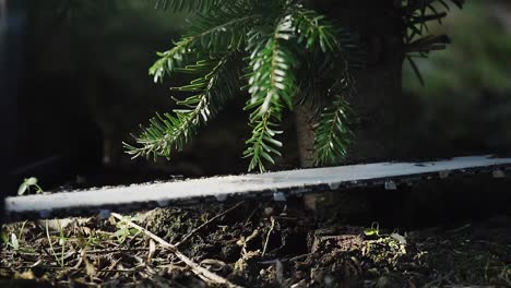 „Im-Gemütlichen-Sonnenlicht-Fällt-Eine-Kettensäge-Einen-Kleinen-Tannenbaum