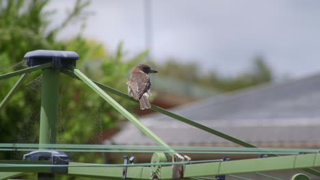 Butcherbird-Juvenil-Posado-En-La-Línea-De-Lavado-De-Ropa-Mirando-Alrededor-Del-Viento-Australia-Maffra-Gippsland-Victoria-Cámara-Lenta