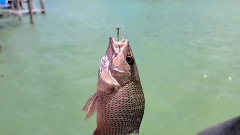 Mangrove-Snapper-On-Hook-Caught-by-Fisherman-Dangles-and-Flopps-over-Ocean-Water