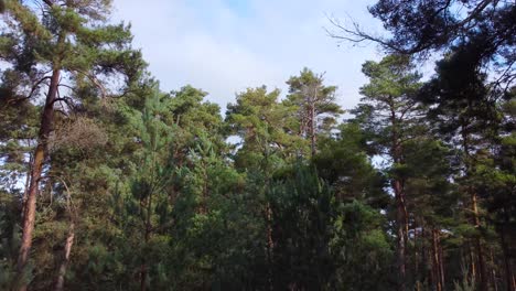 descending from the canopies to the forest floor, drone view