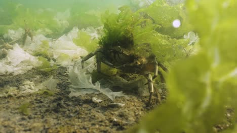 cangrejo de orilla verde caminando sobre el lecho marino con algas creciendo en su caparazón