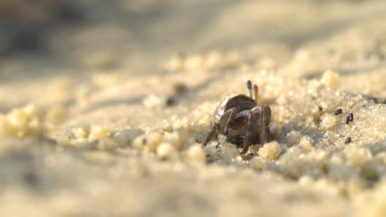 pequeño cangrejo que emerge del agujero de arena comiendo